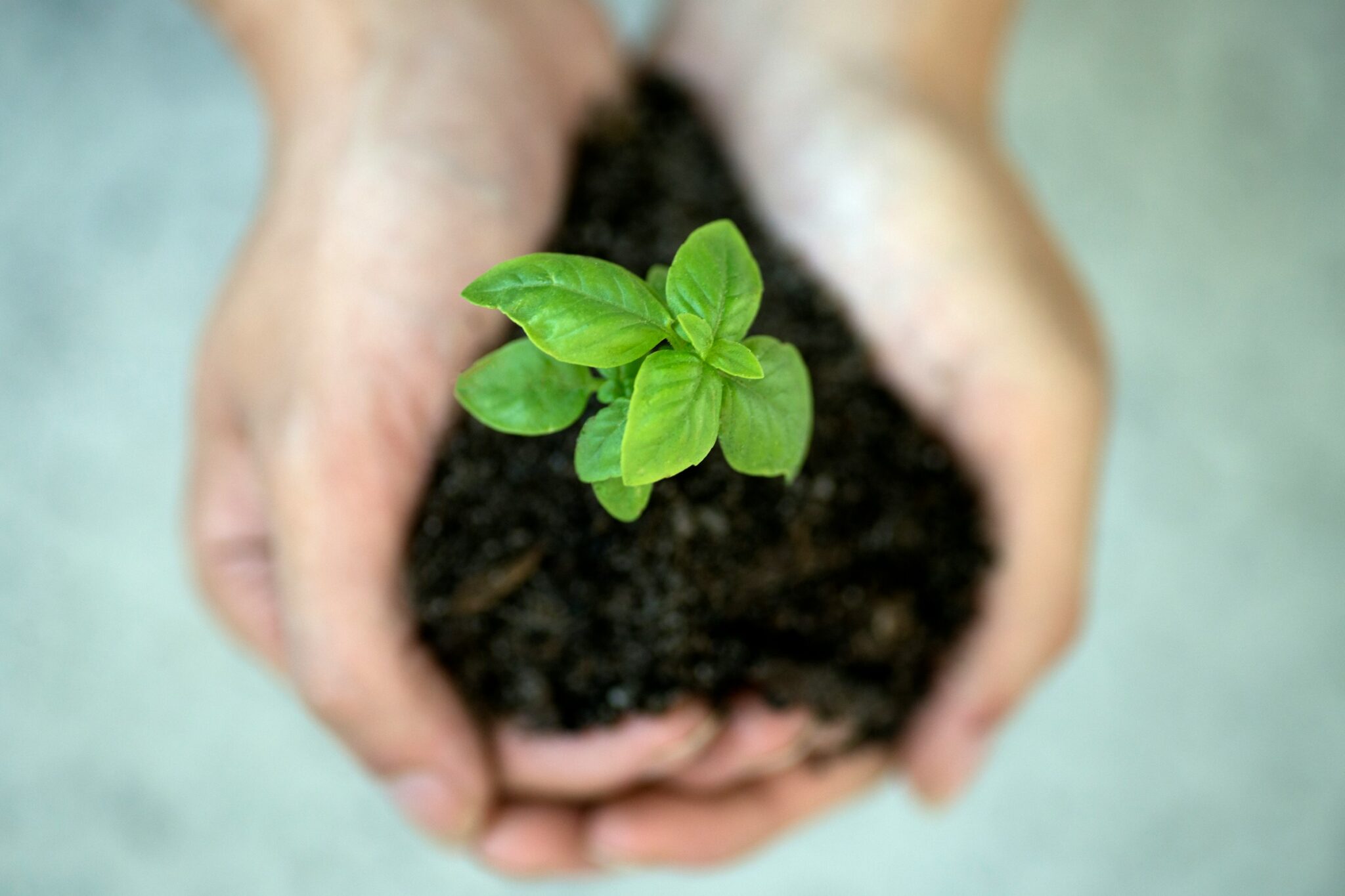 Hands holding a small plant to represent sustainability